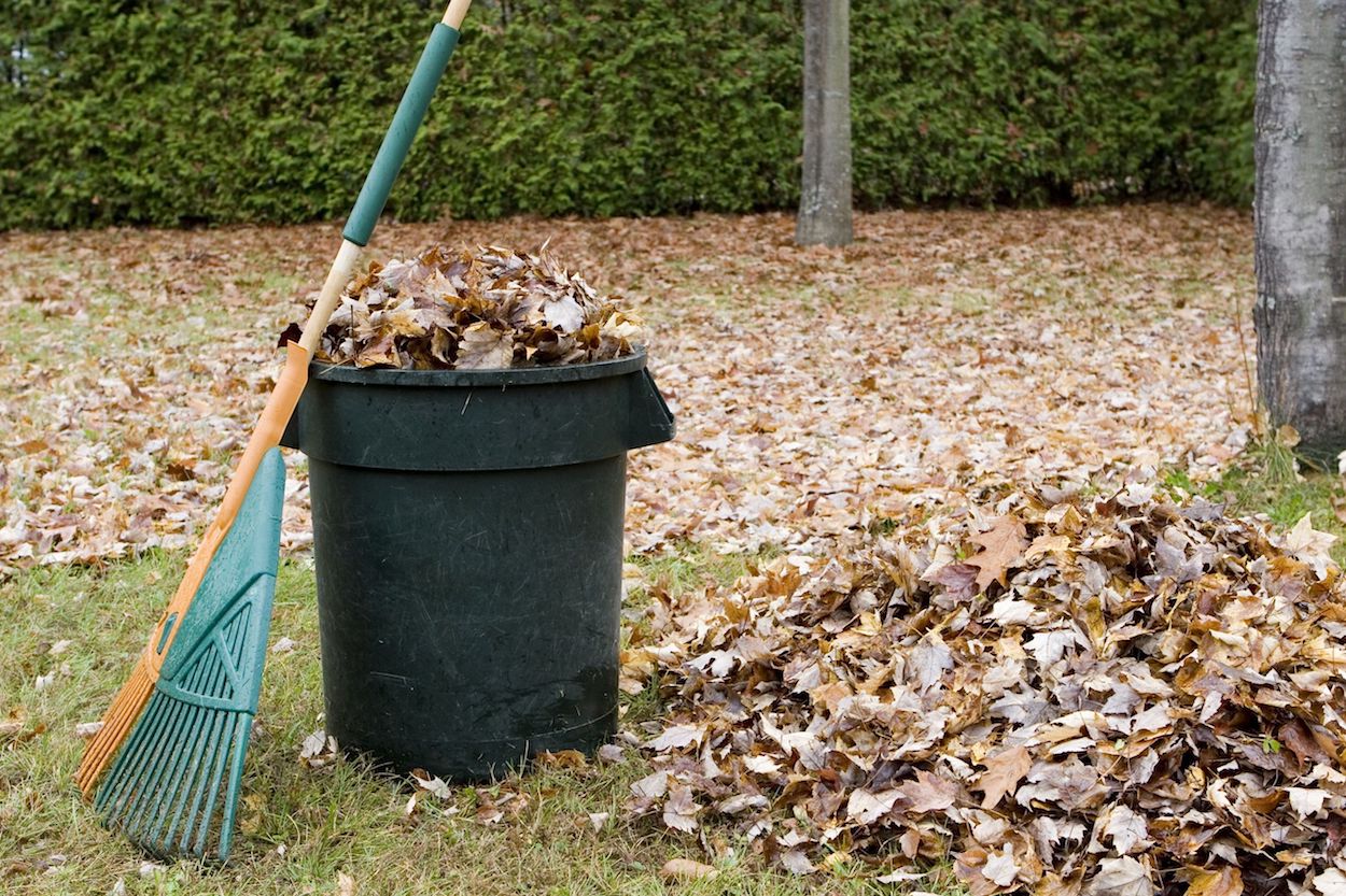 image of bin, rake, and leaves in yard to show yard waste